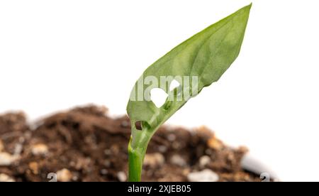 Monstera Obliqua. Young seedling on a white background. Tropical plants at home. Monstera varieties. Monkey mask. Stock Photo