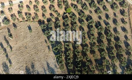 Aerial view of an olive tree field in Andalusia Stock Photo - Alamy