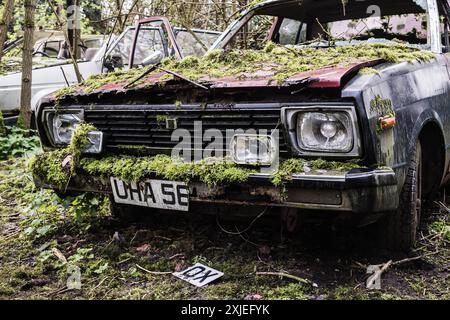 A Beat Up Scrap Car Covered in Moss in a Graveyard of old Vintage Cars Stock Photo