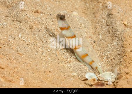 Egypt, Taba, Steinitz' Prawn Goby (Amblyeleotris steinitzi), Steinitz' Goby Stock Photo