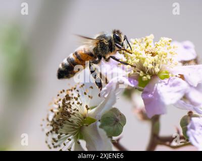 European Honey Bee, Apis mellifera, bee on blackberry flowers Stock Photo