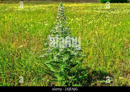 Bugloss, echium (Echium biebersteinii). Dry steppe with intensive grazing of cattle and sheep, but this plant is not eaten because it is highly poison Stock Photo