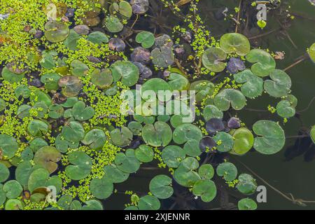 Hydrocharis morsus-ranae, frogbit, is a flowering plant belonging to the genus Hydrocharis in the family Hydrocharitaceae. It is a small floating plan Stock Photo