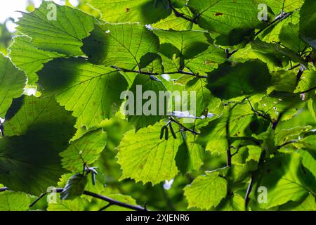 Fresh green Hazel leaves close up on branch of tree in spring with translucent structures against blurred background. Natural background. Stock Photo