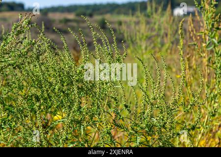 Ambrosia trifida, the giant ragweed, is a species of flowering plant in the family Asteraceae. Stock Photo