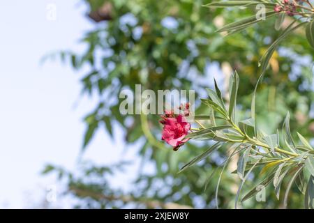 A close-up of a blooming pink oleander flower with green leaves, set against a blurred natural background. Stock Photo