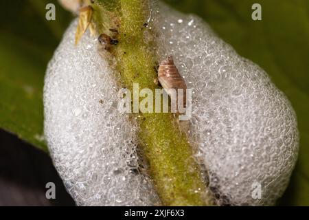 A Spittle Bug creates a mass of foam called Cuckoo Spit to hide from predators as they drink sap from the plant they are feeding on. Stock Photo