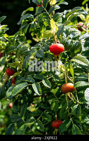 Rosa Rugosa, ,White Wrinkled Rose, Ramanas rose, Rosaceae. Red rosehips in mid summer. Stock Photo