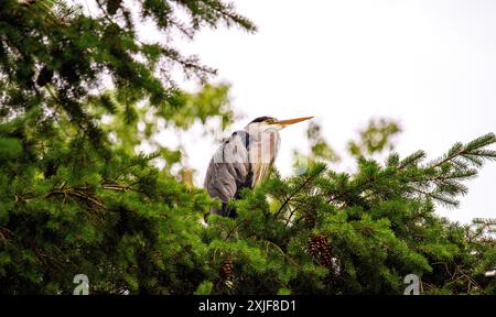 Dundee, Tayside, Scotland, UK. 18th July, 2024. UK Weather: Gloomy, humid July weather inspired stunning photographs of a grey heron perched high in a tree at Dundee Caird Park in Scotland. Credit: Dundee Photographics/Alamy Live News Stock Photo