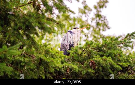 Dundee, Tayside, Scotland, UK. 18th July, 2024. UK Weather: Gloomy, humid July weather inspired stunning photographs of a grey heron perched high in a tree at Dundee Caird Park in Scotland. Credit: Dundee Photographics/Alamy Live News Stock Photo