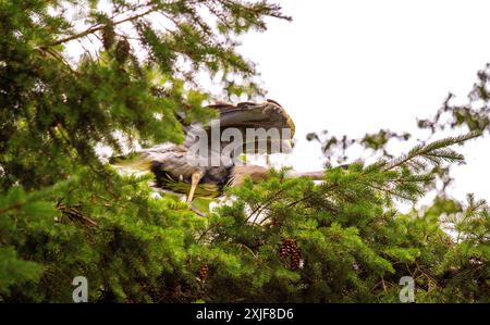 Dundee, Tayside, Scotland, UK. 18th July, 2024. UK Weather: Gloomy, humid July weather inspired stunning photographs of a grey heron perched high in a tree at Dundee Caird Park in Scotland. Credit: Dundee Photographics/Alamy Live News Stock Photo