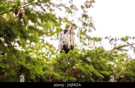 Dundee, Tayside, Scotland, UK. 18th July, 2024. UK Weather: Gloomy, humid July weather inspired stunning photographs of a grey heron perched high in a tree at Dundee Caird Park in Scotland. Credit: Dundee Photographics/Alamy Live News Stock Photo