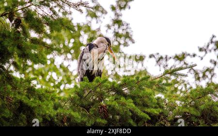 Dundee, Tayside, Scotland, UK. 18th July, 2024. UK Weather: Gloomy, humid July weather inspired stunning photographs of a grey heron perched high in a tree at Dundee Caird Park in Scotland. Credit: Dundee Photographics/Alamy Live News Stock Photo