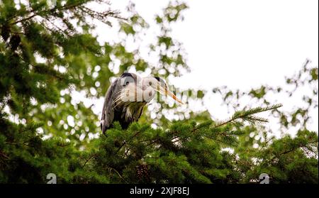 Dundee, Tayside, Scotland, UK. 18th July, 2024. UK Weather: Gloomy, humid July weather inspired stunning photographs of a grey heron perched high in a tree at Dundee Caird Park in Scotland. Credit: Dundee Photographics/Alamy Live News Stock Photo