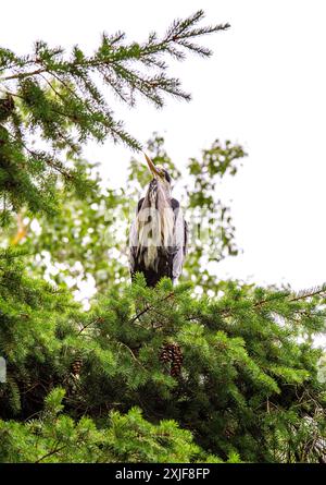 Dundee, Tayside, Scotland, UK. 18th July, 2024. UK Weather: Gloomy, humid July weather inspired stunning photographs of a grey heron perched high in a tree at Dundee Caird Park in Scotland. Credit: Dundee Photographics/Alamy Live News Stock Photo