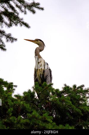 Dundee, Tayside, Scotland, UK. 18th July, 2024. UK Weather: Gloomy, humid July weather inspired stunning photographs of a grey heron perched high in a tree at Dundee Caird Park in Scotland. Credit: Dundee Photographics/Alamy Live News Stock Photo