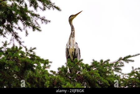 Dundee, Tayside, Scotland, UK. 18th July, 2024. UK Weather: Gloomy, humid July weather inspired stunning photographs of a grey heron perched high in a tree at Dundee Caird Park in Scotland. Credit: Dundee Photographics/Alamy Live News Stock Photo