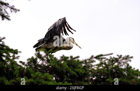 Dundee, Tayside, Scotland, UK. 18th July, 2024. UK Weather: Gloomy, humid July weather inspired stunning photographs of a grey heron perched high in a tree at Dundee Caird Park in Scotland. Credit: Dundee Photographics/Alamy Live News Stock Photo