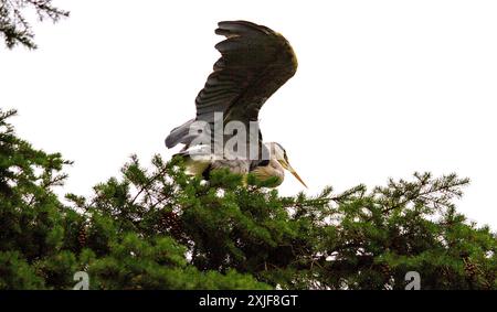 Dundee, Tayside, Scotland, UK. 18th July, 2024. UK Weather: Gloomy, humid July weather inspired stunning photographs of a grey heron perched high in a tree at Dundee Caird Park in Scotland. Credit: Dundee Photographics/Alamy Live News Stock Photo