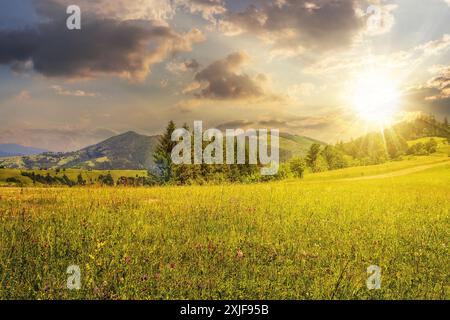 coniferous forest on a mountain slope at sunset. beautiful countryside scenery in evening light Stock Photo