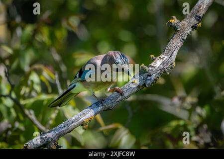 Eurasian Jay (Garrulus glandarius) perched in a tree. Stock Photo
