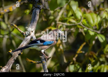 Eurasian Jay (Garrulus glandarius) perched in a tree. Stock Photo