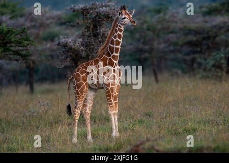 Kenyan Giraffes Kenya East ,frica Stock Photo