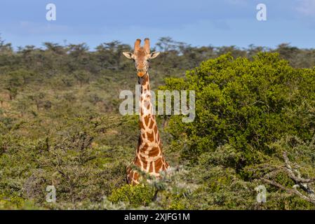 Kenyan Giraffes Kenya East ,frica Stock Photo