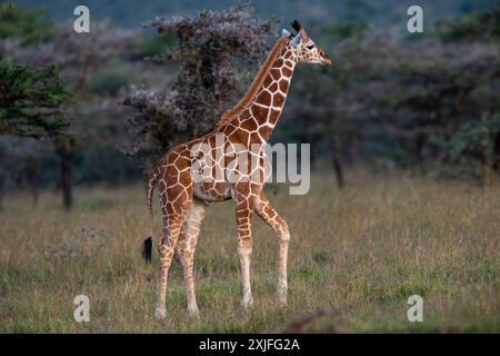 Kenyan Giraffes Kenya East ,frica Stock Photo