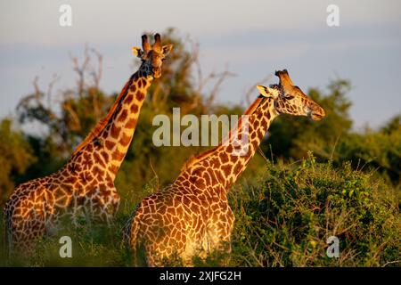 Kenyan Giraffes Kenya East ,frica Stock Photo