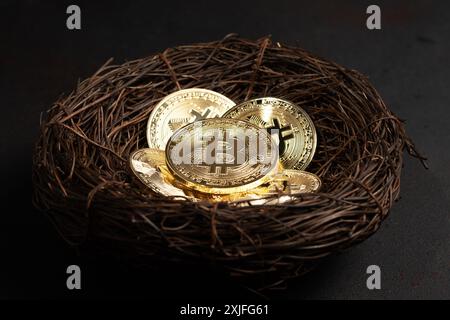 Cryptocurrency bitcoin in nest on dark background. Future coin. Stock Photo