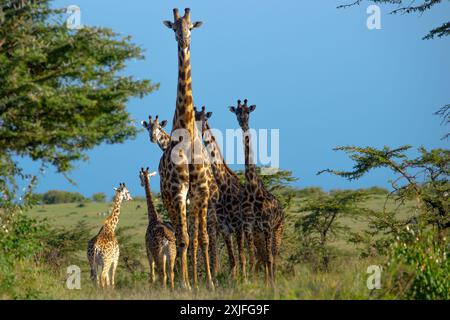 Kenyan Giraffes Kenya East ,frica Stock Photo