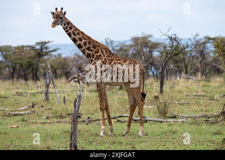 Kenyan Giraffes Kenya East ,frica Stock Photo