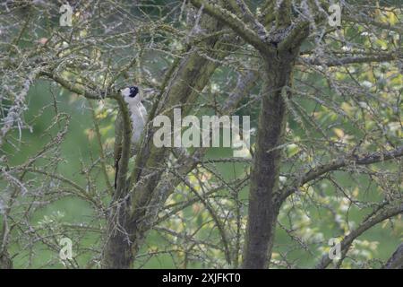 European green woodpecker Stock Photo