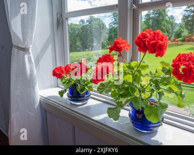 Two potted geranium plants with red flowers on the window sill in a living room. Stock Photo