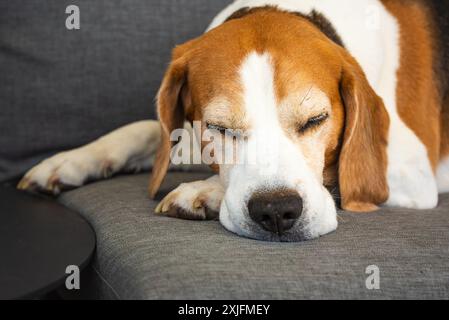 Adorable Beagle peacefully sleeping on garden sofa outdoors capturing a moment of tranquillity and warmth Stock Photo