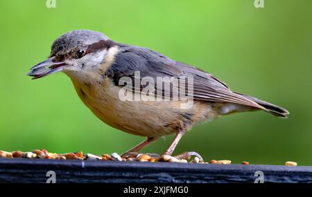 The nuthatches constitute a genus, Sitta, of small passerine birds belonging to the family Sittidae. Stock Photo