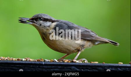 The nuthatches constitute a genus, Sitta, of small passerine birds belonging to the family Sittidae. Stock Photo