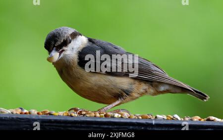 The nuthatches constitute a genus, Sitta, of small passerine birds belonging to the family Sittidae. Stock Photo