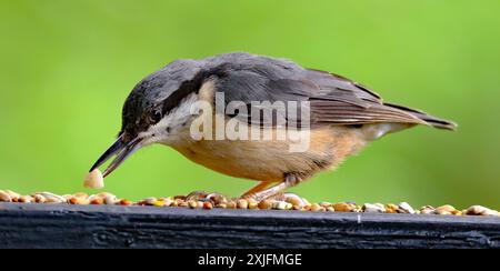 The nuthatches constitute a genus, Sitta, of small passerine birds belonging to the family Sittidae. Stock Photo