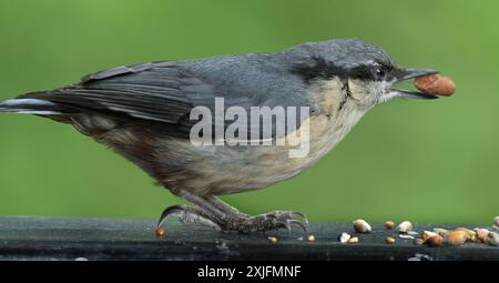 The nuthatches constitute a genus, Sitta, of small passerine birds belonging to the family Sittidae. Stock Photo