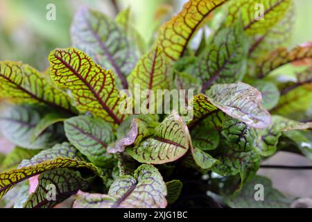 Red Veined Sorrel plant in early summer Stock Photo