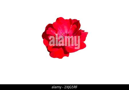 A stunning isolated PNG image of a red rose, showcasing its rich petals and vibrant color. Perfect for floral designs, romantic themes, and nature-rel Stock Photo