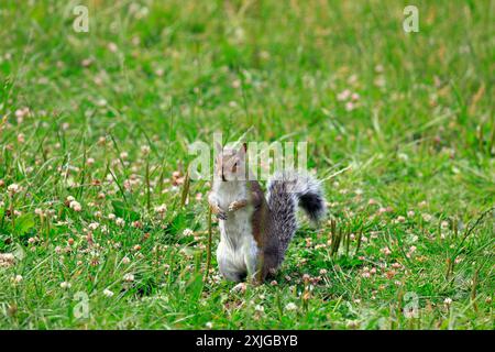 Grey squirrel - sciurus carolinensis - Cardiff, South Wales, UK. Taken July 2024 Stock Photo