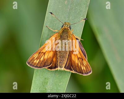 Large Skipper (Ochlodes sylvanus) butterfly Stock Photo