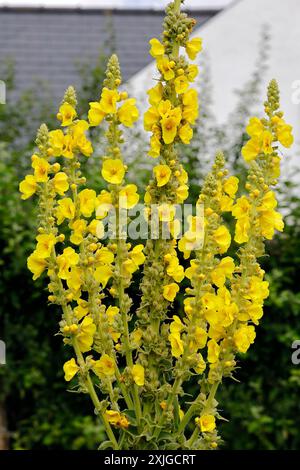 Verbascum thapsus - common Mullein - in flower at Cowbridge Physic Garden, Vale of Glamorgan (near Cardiff) Taken July 2024 Stock Photo