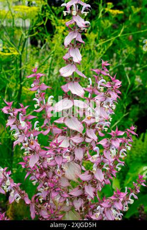 Salvia sclarea -  clary sage in flower. Taken July 2024 Stock Photo