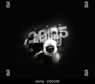 Border collie dog celebrating new year wih glasses 2025 text. Isolated  through black hole background Stock Photo