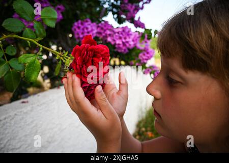 Little girl is carefully smelling a red rose flower in a summer garden. Stock Photo