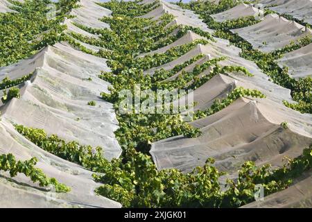 Vines covered with white netting, view from above Stock Photo